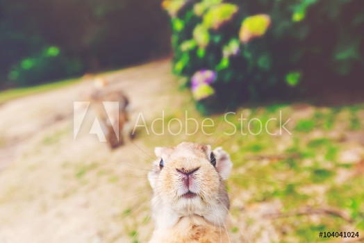 Bild på Wild rabbit in a field